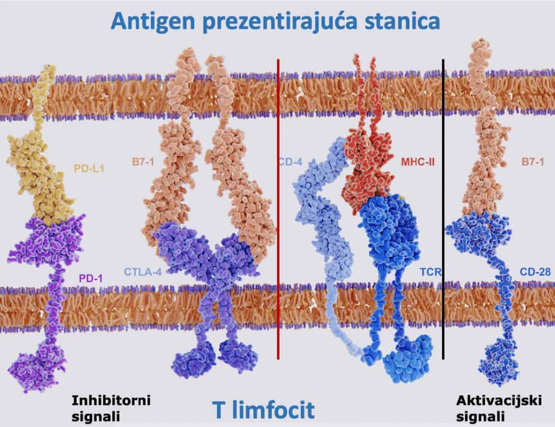 Antigen prezentirajuća stanica