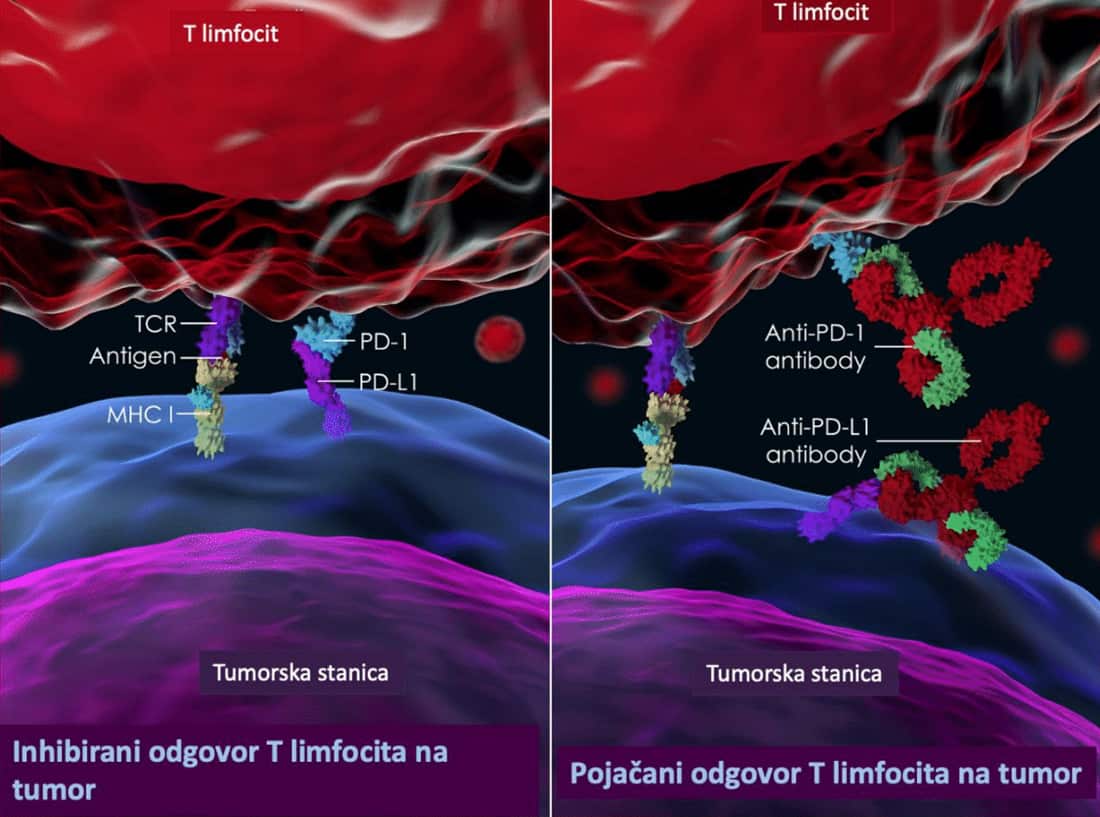 Inhibirani odgovor t limfocita na tumor