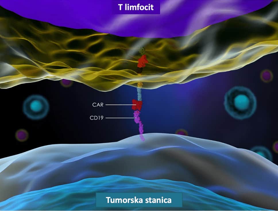 t-limfocit tumorska stanica