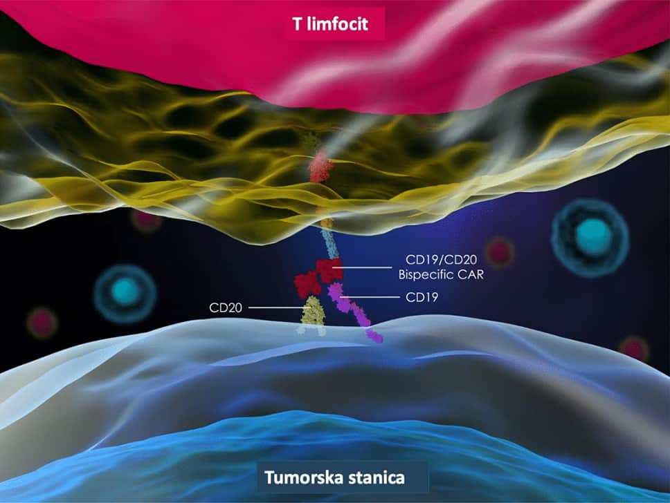 t-limfocit tumorska stanica